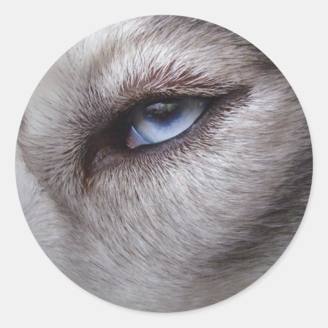 Pegatina Redonda Pegatinas Husky Pegatinas Siberian Husky Malamute (Anverso)