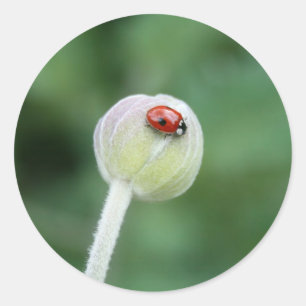 Pegatina Redonda Pegatinas Lady Bird