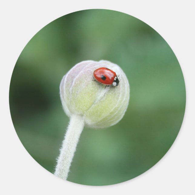 Pegatina Redonda Pegatinas Lady Bird (Anverso)