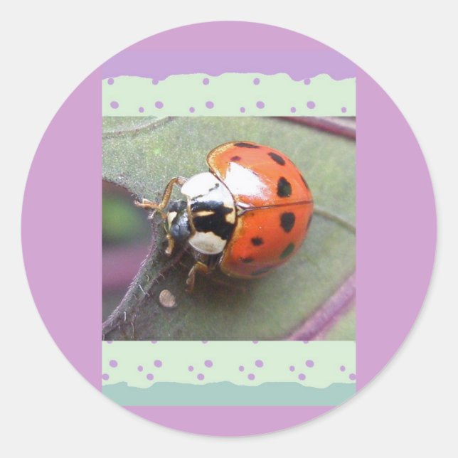Pegatina Redonda Pegatinas Ladybug (Anverso)