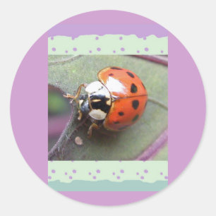 Pegatina Redonda Pegatinas Ladybug