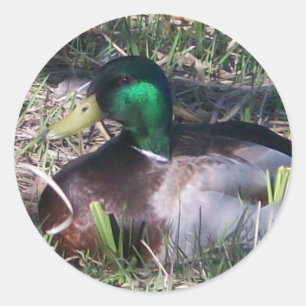 Pegatina Redonda Pegatinas Male Mallard Duck