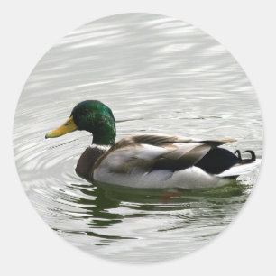 Pegatina Redonda Pegatinas Mallard Duck
