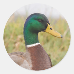 Pegatina Redonda Pegatinas Mallard Duck