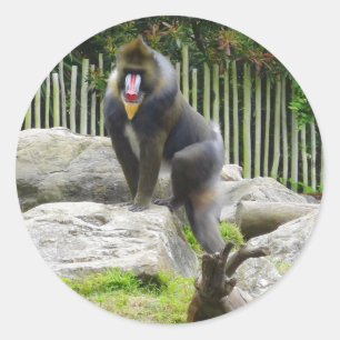 Pegatina Redonda Pegatinas Mandrill #8