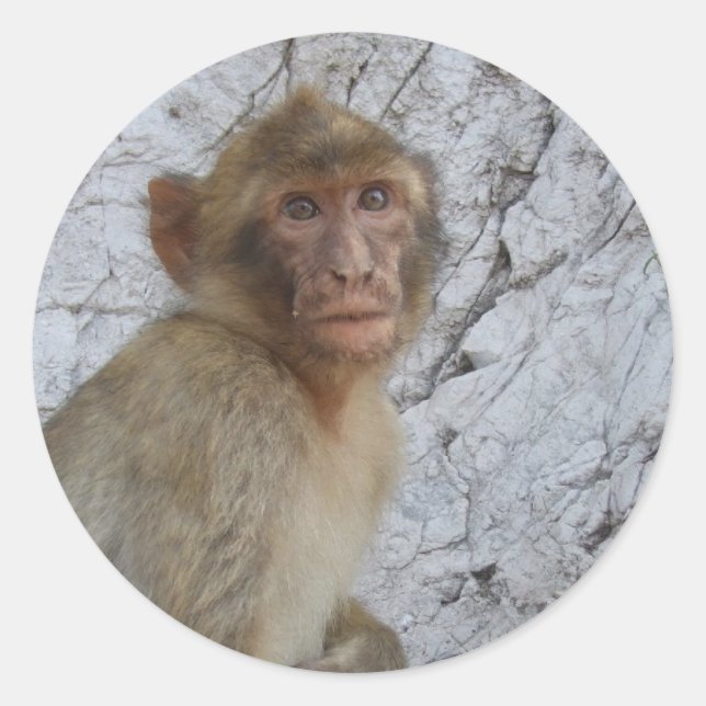 Pegatina Redonda Pegatinas Monkey de Gibraltar (Anverso)