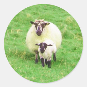 Pegatina Redonda Pegatinas ovinos de Irlanda