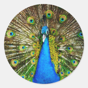 Pegatina Redonda Pegatinas Peacock