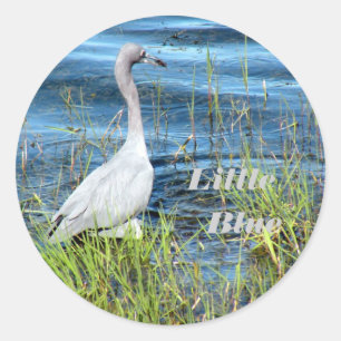 Pegatina Redonda Pegatinas, Pequeño Azul