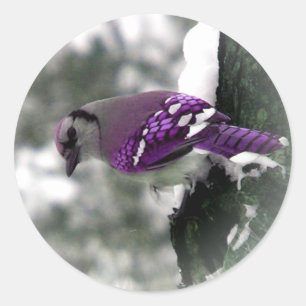 Pegatina Redonda Pegatinas Purple Jay Bird