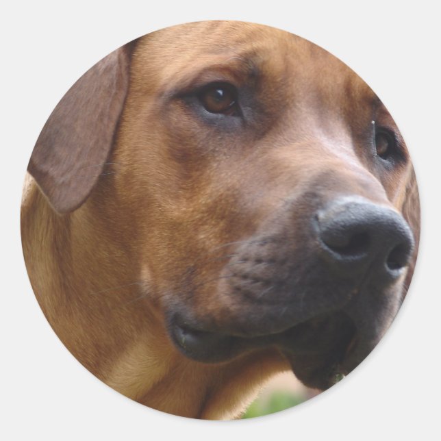 Pegatina Redonda Pegatinas Ridgeback de Rhodesia (Anverso)