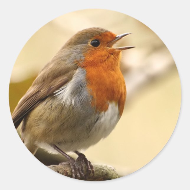 Pegatina Redonda Pegatinas Robin (Anverso)