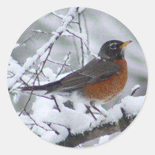 Pegatina Redonda Pegatinas Robin Bird de Estados Unidos