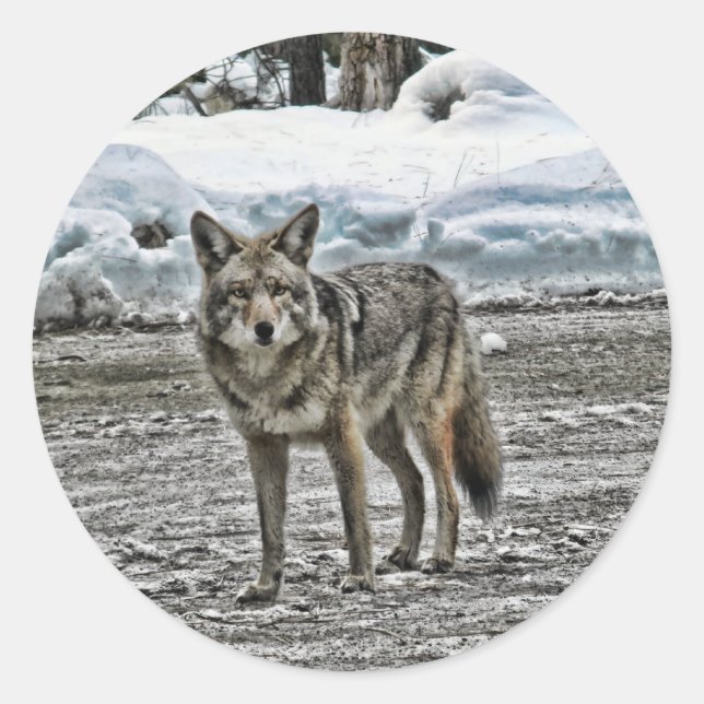 Pegatina Redonda Pegatinas silvestres (Anverso)