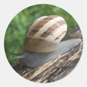 Pegatina Redonda Pegatinas Snowden