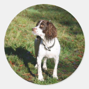 Pegatina Redonda Pegatinas Springer Spaniel Dog
