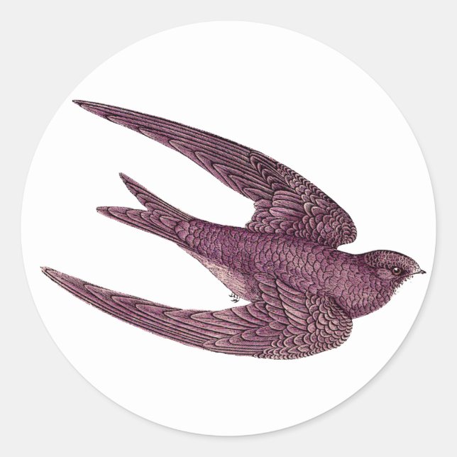 Pegatina Redonda Pegatinas Swift Bird (Anverso)