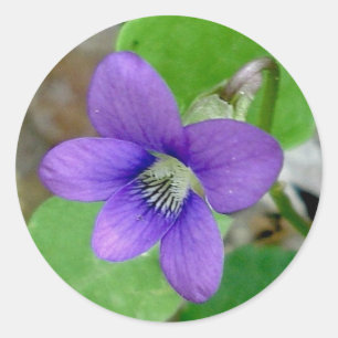 Pegatina Redonda Pegatinas Violet