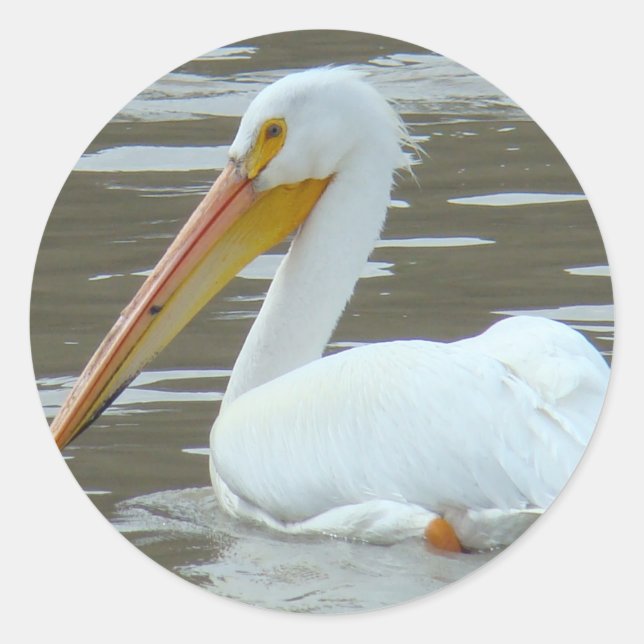 Pegatina Redonda Pelican blanco B15 (Anverso)
