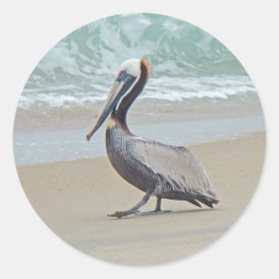 Pegatina Redonda Pelícano en Outer Banks OBX NC