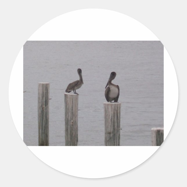 Pegatina Redonda Pelícanos (Anverso)