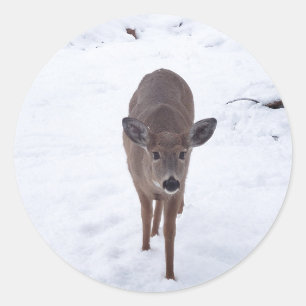 Pegatina Redonda Peluquería de ciervos en la nieve Montana Wildlife
