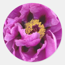 peón rosa brillante y de bonito fuchsia