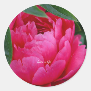 Pegatina Redonda Peonía Rosa Tímida 