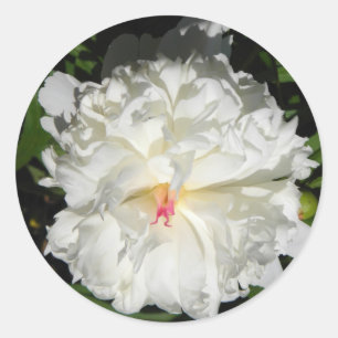 Pegatina Redonda peony Close Paeonia lactiflora