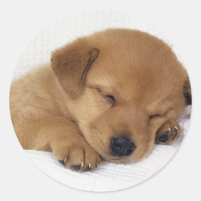 Pegatina Redonda Pequeño cachorro (Anverso)