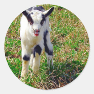 Pegatina Redonda Pequeño punto