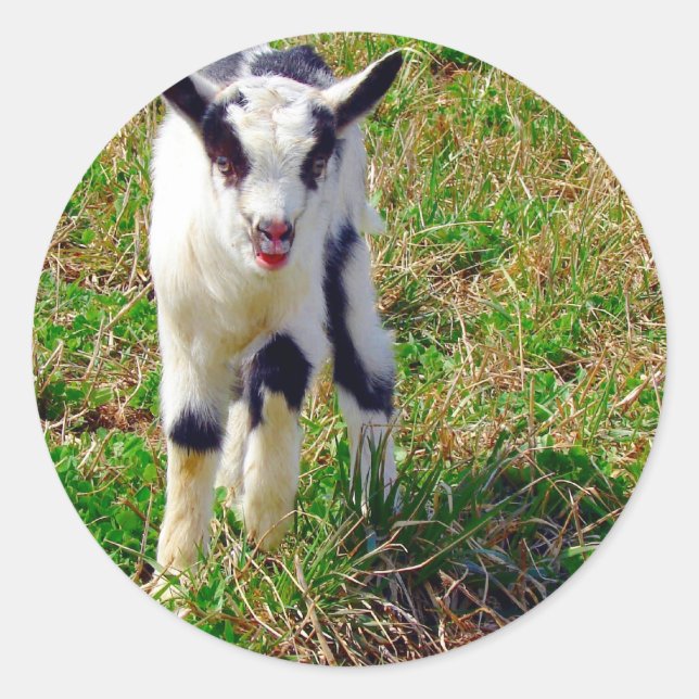 Pegatina Redonda Pequeño punto (Anverso)