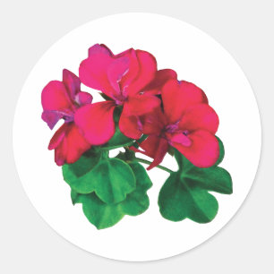 Pegatina Redonda Pequeños geranios magenta