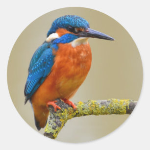 Pegatina Redonda Perching Kingfisher