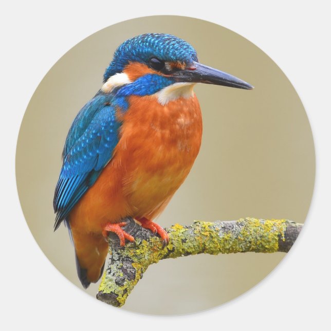 Pegatina Redonda Perching Kingfisher (Anverso)