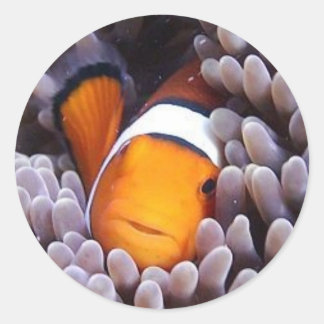 Pegatina Redonda Percula Clownfish