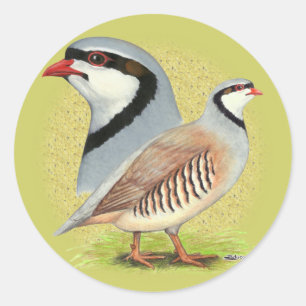 Pegatina Redonda Perdiz de Chukar combinada