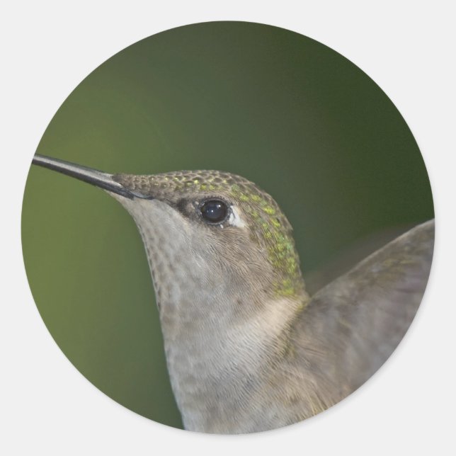 Pegatina Redonda Perfil (Anverso)