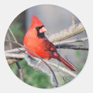 Pegatina Redonda Perfil cardinal