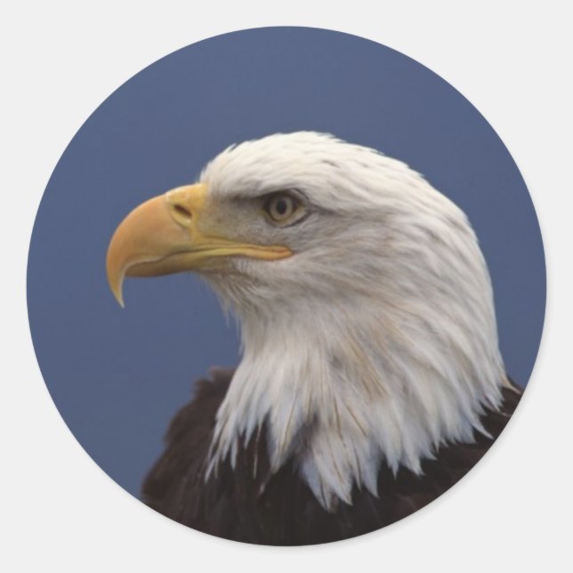 Pegatina Redonda Perfil de águila calva (Anverso)