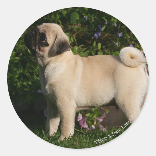 Pegatina Redonda Perfil de Pug de Fawn (Anverso)