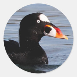 Pegatina Redonda Perfil de un Drake de Surf Scoter