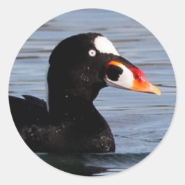 Pegatina Redonda Perfil de un Drake de Surf Scoter