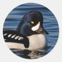 Perfil de un Goldeneye de Barrow