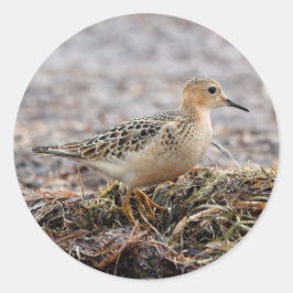 Pegatina Redonda Perfil de un Sandpiper con el pecho descubierto en