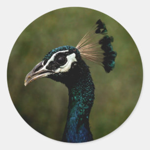 Pegatina Redonda Perfil del pavo real