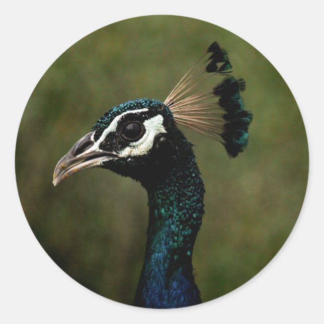 Pegatina Redonda Perfil del pavo real (Anverso)