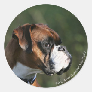 Pegatina Redonda Perfil lateral del perro del Boxer