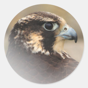 Pegatina Redonda Perfil visto de un halcón peregrino
