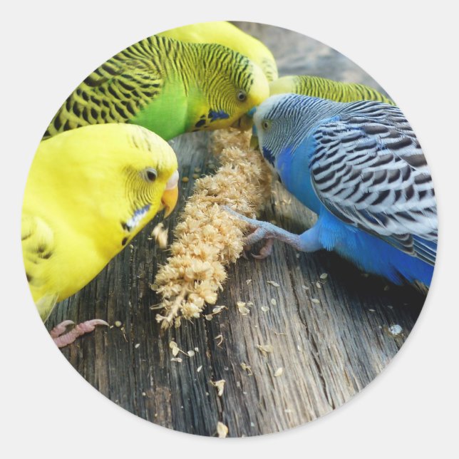 Pegatina Redonda Periquitos (Melopsittacus undulatus) (Anverso)